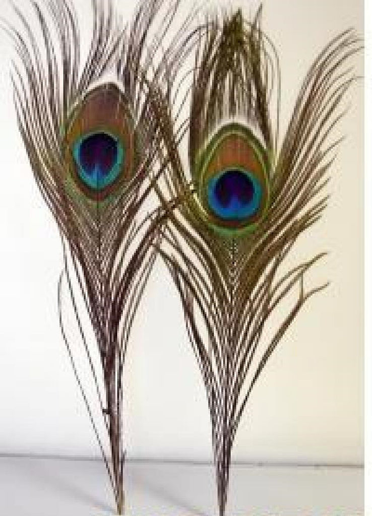 Natural Peacock Tail Body Smudging Feathers (Pack of 5)