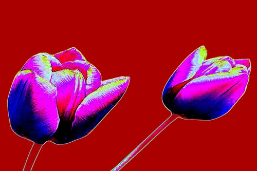 Red Tulips Flowers Pop Art Canvas Print