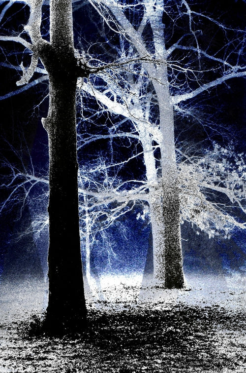 Trees In The Fog Modern Abstract Pop Art Canvas Print