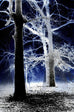 Trees In The Fog Modern Abstract Pop Art Canvas Print